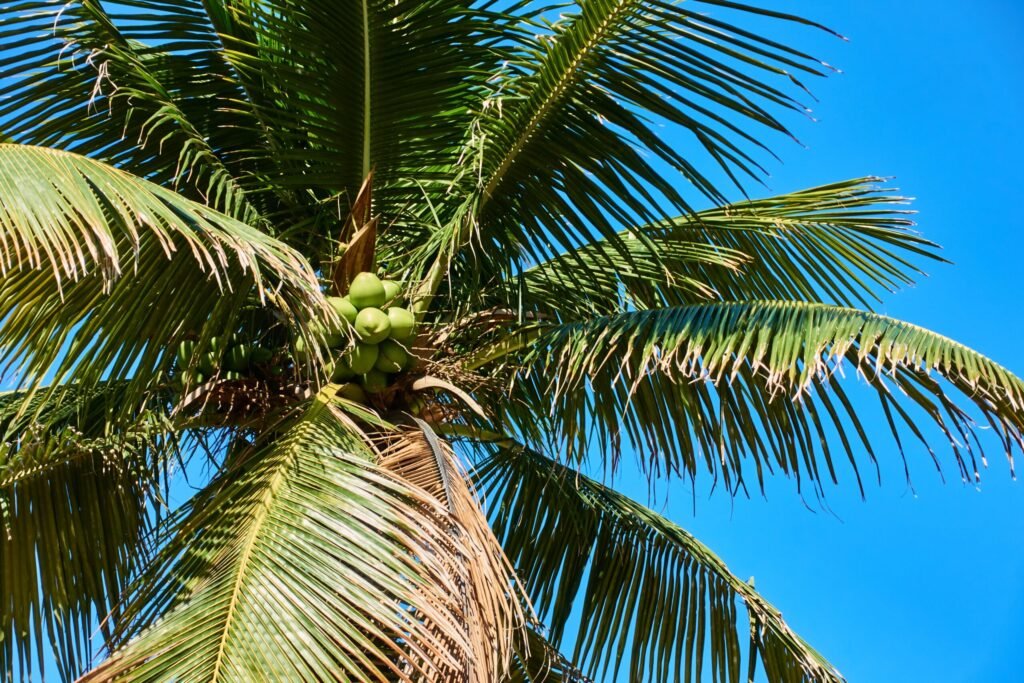 Saveurs Tropicales : Immersion Culinaire au Brésil - 2