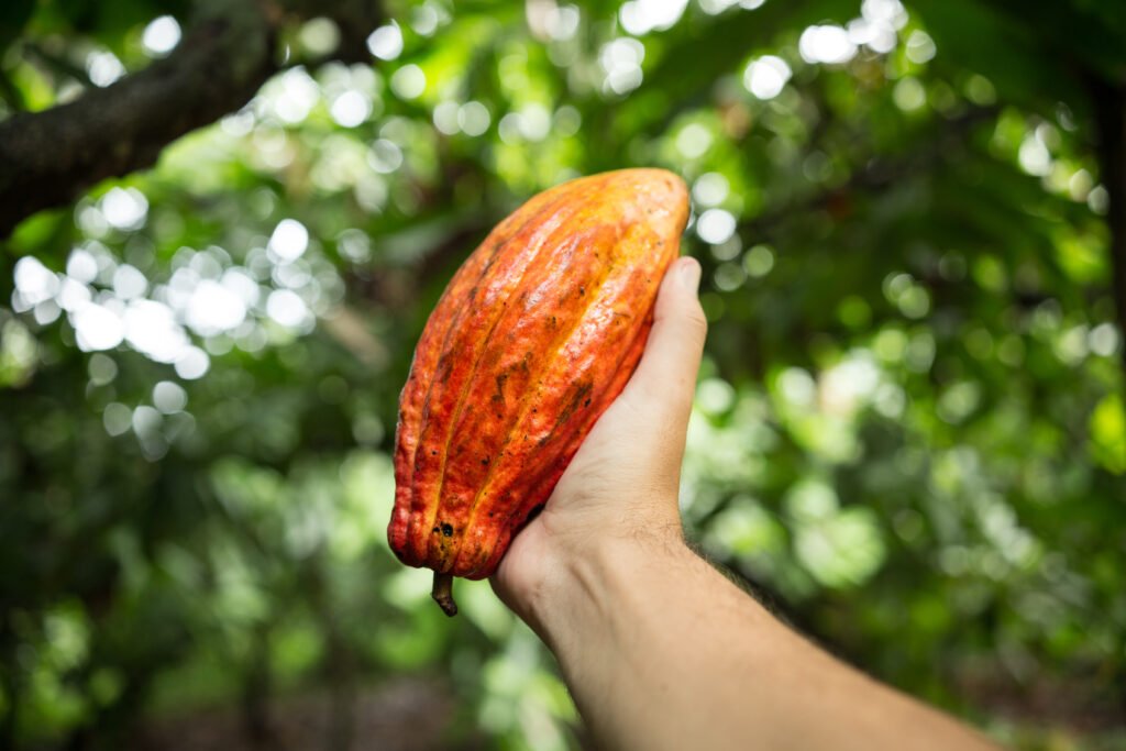 Fruits Natifs : Les Cadeaux de la Terre Brésilienne
